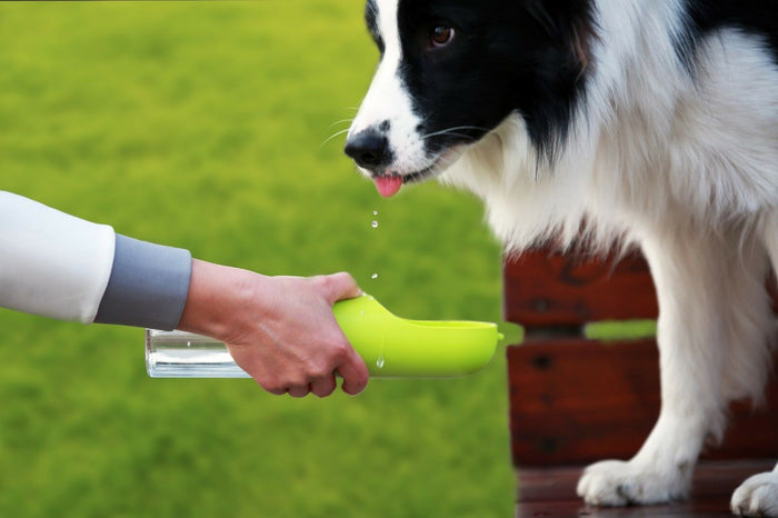 Travel Fountain For Pet Dog And Cat with Water Filter