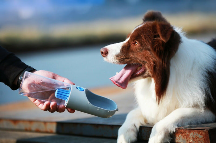 Travel Fountain For Pet Dog And Cat with Water Filter